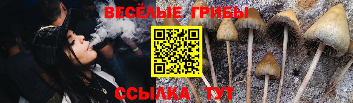 Галлюциногенные грибы Psilocybe Чапаевск